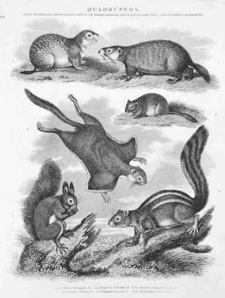 1. 1. A. Citillus, Variegated M. 2. A. Empetra Canadian M. 3. S. Petaurista, Taguan or Sailing S. 4. S. Getulus Barbary S. 5. S. Vulgaris, Common S. 6. M. Museardimus, Common D. - Antique Print from 1805