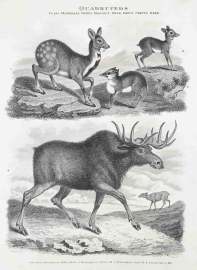 1. Moschus Moschiferus. Thibet Musk. 2. Mospygmaeus. Guinea M. 3. M. Javanicus. Java. M. 4. Cervus Alices. Elk.