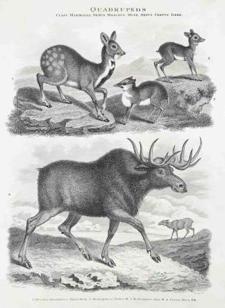 1. Moschus Moschiferus. Thibet Musk. 2. Mospygmaeus. Guinea M. 3. M. Javanicus. Java. M. 4. Cervus Alices. Elk. - Antique Print from 1805