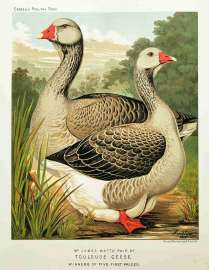 Mr. James Watts' Pair of Toulouse Geese. - Antique Print from 1873
