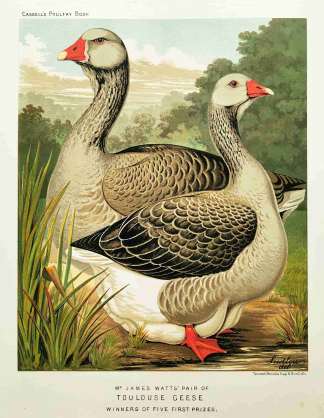 Mr. James Watts' Pair of Toulouse Geese. - Antique Print from 1873