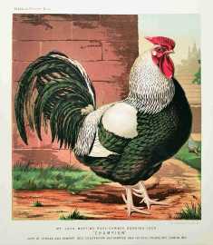 Mr. John Martin's Rose-combed dorking cock. "Champion" - Antique Print from 1873