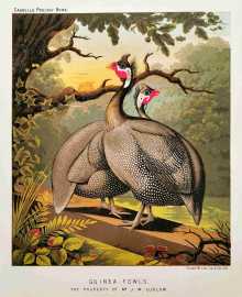 Guinea Fowls. - Antique Print from 1873