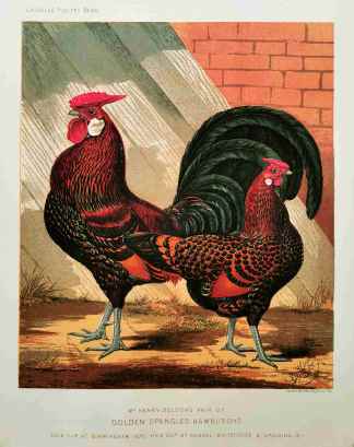 Mr. Henry Beldon's pair of Golden Spangled Hamburghs. - Antique Print from 1873