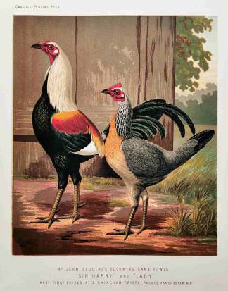 Mr. John Douglas's Duckwing Game Fowls "Sir Harry" and "Lady". - Antique Print from 1873