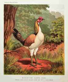 Wheaten Game Hen. - Antique Print from 1873