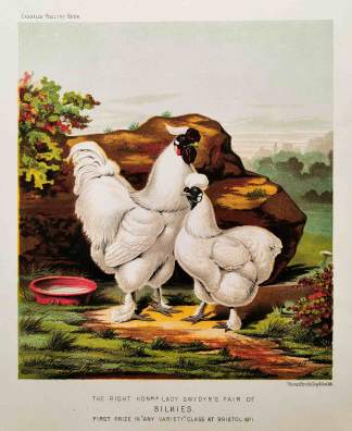 The Right Hon.ble Lady Gwydyr's pair of Silkies. - Antique Print from 1873