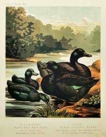 Mr. G. S. Sainsbury's Black East India Ducks. Pair of Black Cayuga Ducks. - Antique Print from 1873