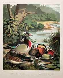Carolina Ducks. Mandarin Ducks. - Antique Print from 1873