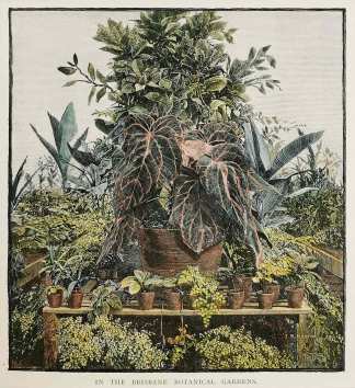 In the Brisbane Botanical Gardens. - Antique Print from 1886