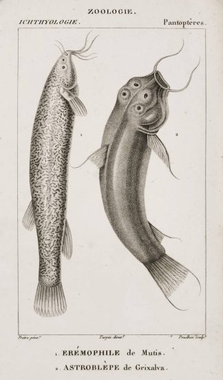 1. Eremophile de Mutis. 2. Astroblepe de Grixalva. - Antique Print from 1816