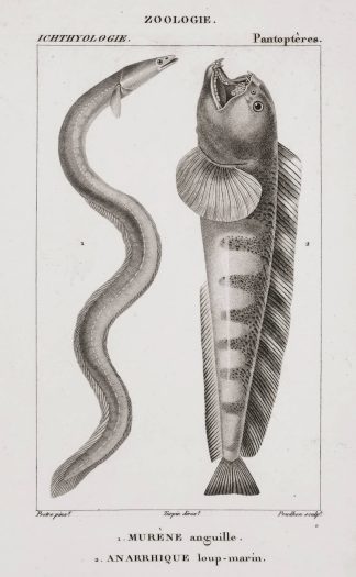 1. Murene anguille. 2. Anarrhique loup-marin. - Antique Print from 1816