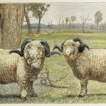 Sheep & Wool