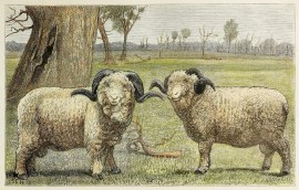 Pure Merino Rams.