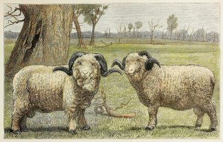 Pure Merino Rams. - Antique Print from 1876