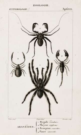 Araneides. 1. Mygale oriculaire. 2. Phryne reniforme. 3. Scorpion roussatre. 4. Pince cancroide. - Antique Print from 1816