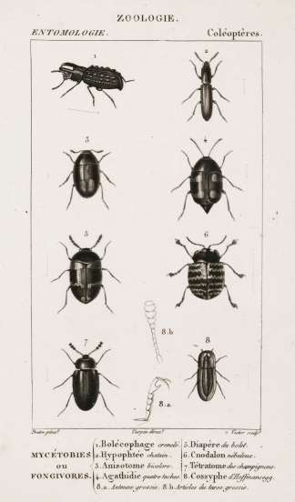 Mycetobies ou Fongivores. - Antique Print from 1816