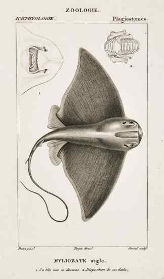 Myliobate aigle. 1. Sa tete vue en dessous. 2. Disposition de ses dents. - Antique Print from 1816