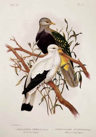 Megaloprepia Assimilis. Allied fruit Pigeon. Myristicivora Spilorrhoa. White nutmeg Pigeon. - Antique Print from 1889