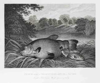 Tench caught at Thornville Royal, Novr. 1801 Length 2 ft. 3. Inches. Weight upwards of 11 1/2 lbs. - Antique Print from 1802