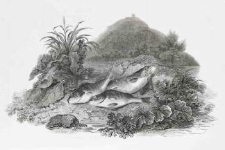 [Perch] - Antique Print from 1802 