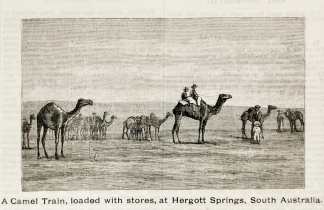 A Camel Train, Loaded with Stores, at Hergott Springs, South Australia. - Antique Print from 1888