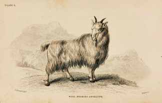 Wool Bearing Antelope - Antique Print from 1836