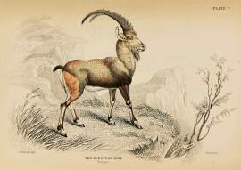 The European Ibex. - Antique Print from 1836
