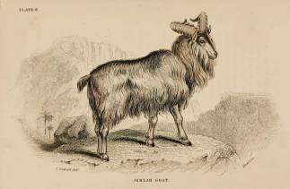 Jemlah Goat. - Antique Print from 1836