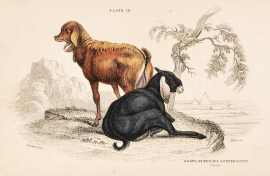 Goats of Nepaul & Upper Egypt. non-Australian Goats of Nepaul & Upper Egypt.