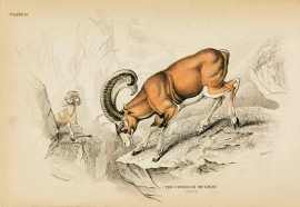 The Corsican Musmon.