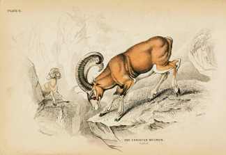 The Corsican Musmon. - Antique Print from 1836