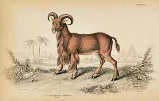 The Bearded Argali - Antique Print from 1836