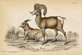 Rocky Mountain Sheep. Male & Female.