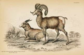 Rocky Mountain Sheep. Male & Female. - Antique Print from 1836