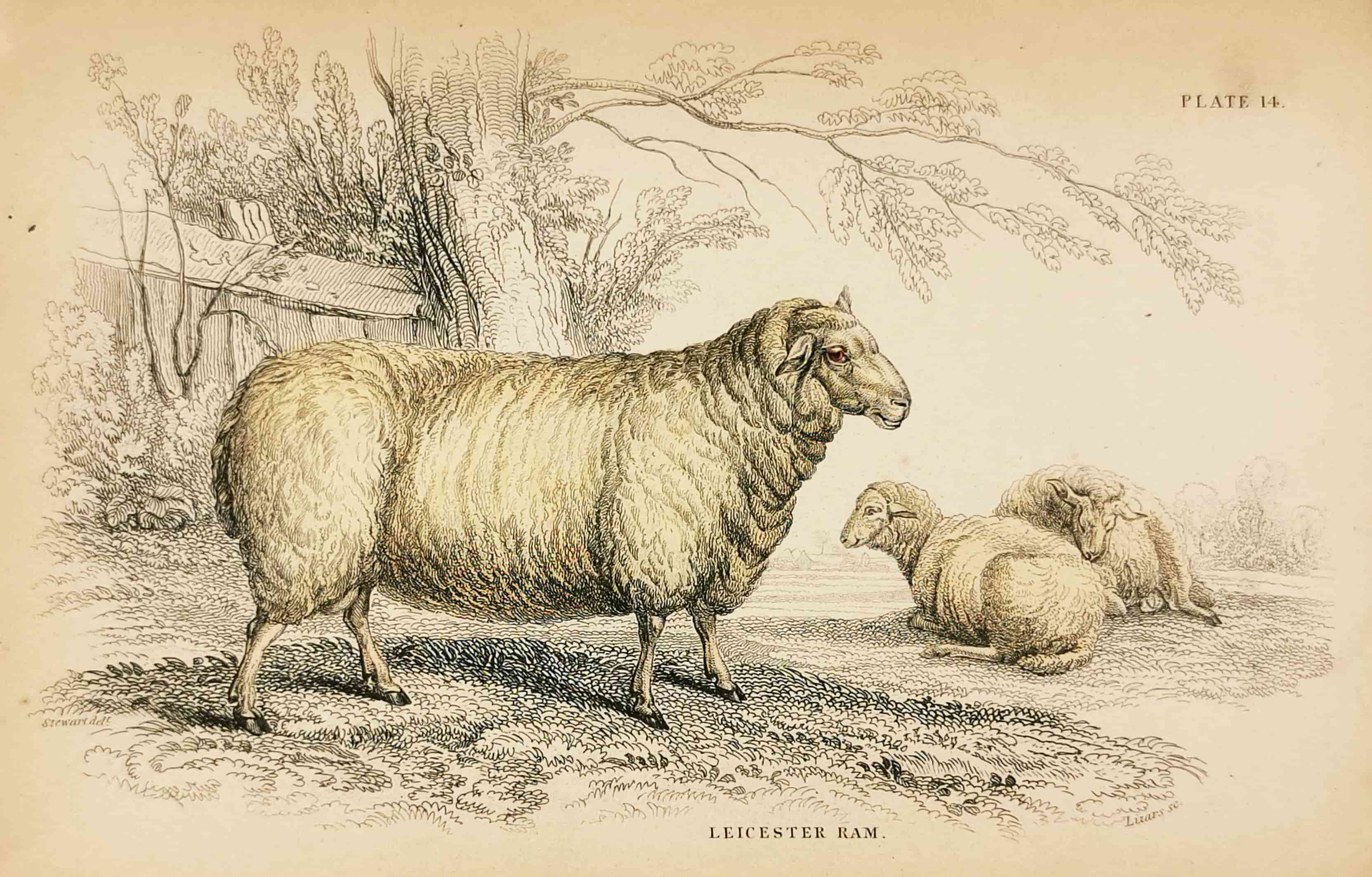 Leicester Ram - Antique Print from 1836