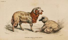 Barbary Breed of Wild Sheep.