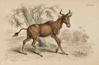 Bubalis. - Antique Print from 1836