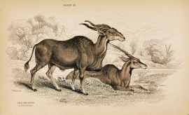 The Impoopo or Elk Antelope. - Antique Print from 1836
