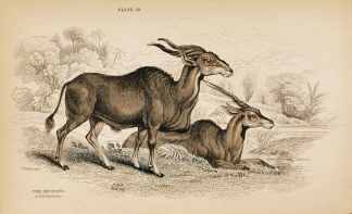 The Impoopo or Elk Antelope. - Antique Print from 1836