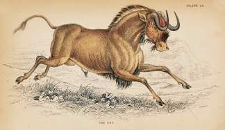 The Gnu ANIMALS The Gnu - Antique Print from 1836