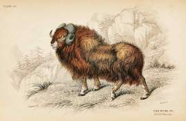 The Musk ox ANIMALS The Musk ox
