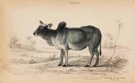 Indian Ox or Zebu (Marechall)