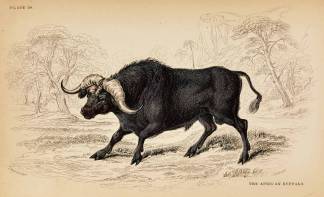 The African Buffalo - Antique Print from 1836