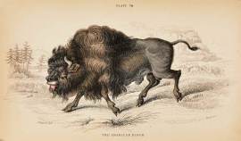 The American Bison ANIMALS The American Bison