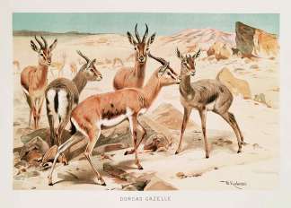 Dorcas Gazelle. - Antique Print from 1894