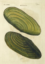 [Mussel] Mytilus Shells, Coral, Sea plants etc