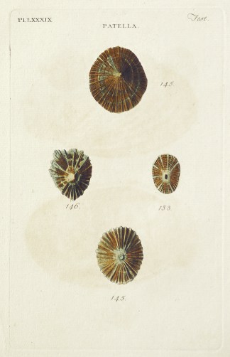 [Limpet] Patella Shells & Coral