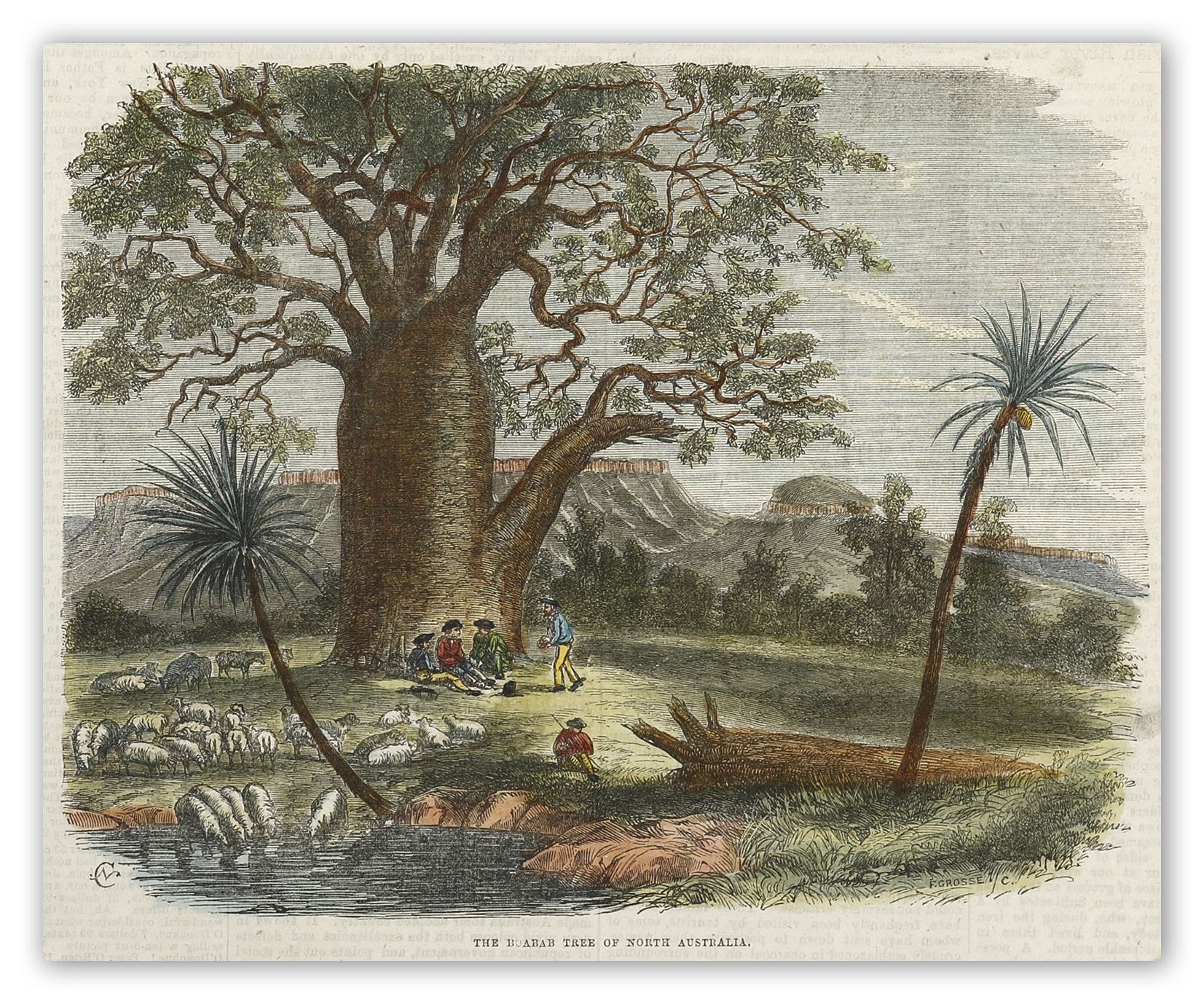 The Boabab Tree of North Australia. sic [Baobab] - Antique View from 1872