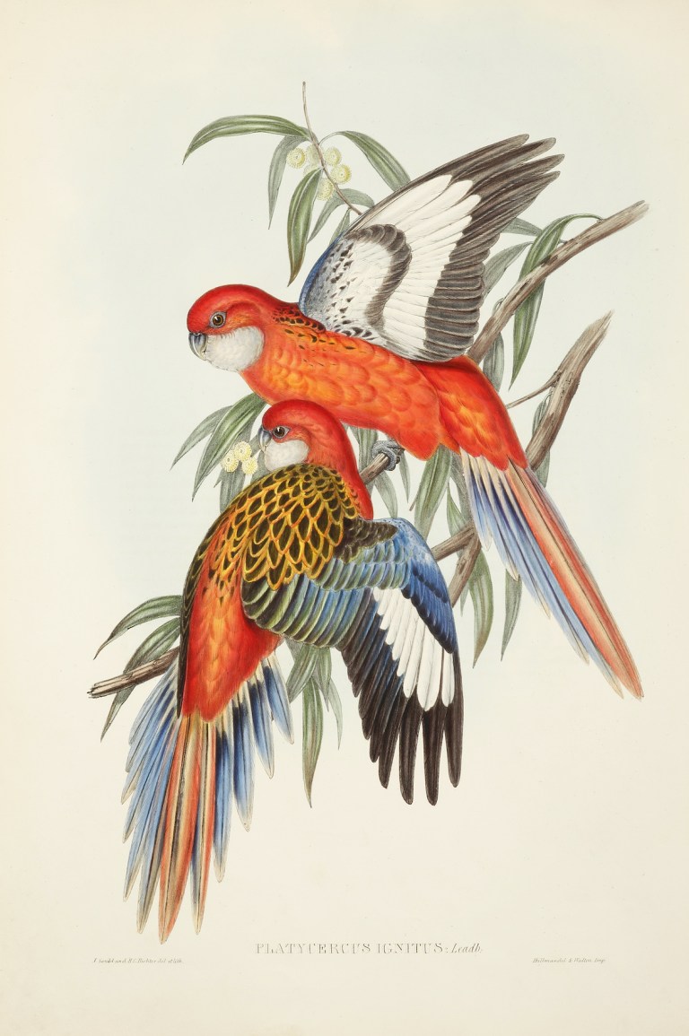 John Gould - Antique Print from 